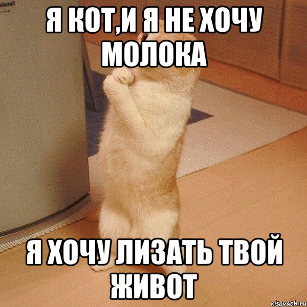 я кот,и я не хочу молока я хочу лизать твой живот, Мем  котэ молится