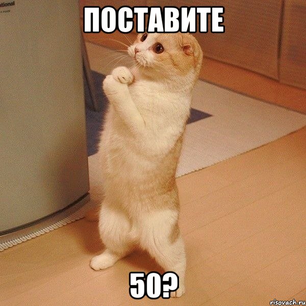 поставите 50?, Мем  котэ молится