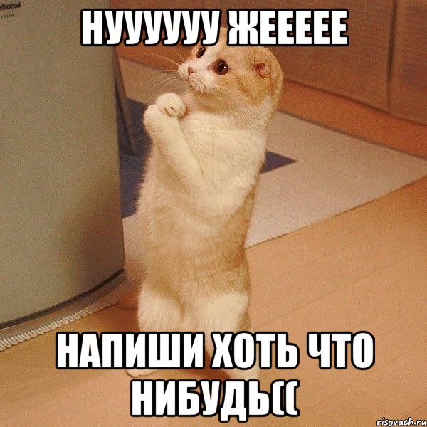 нуууууу жеееее напиши хоть что нибудь((, Мем  котэ молится