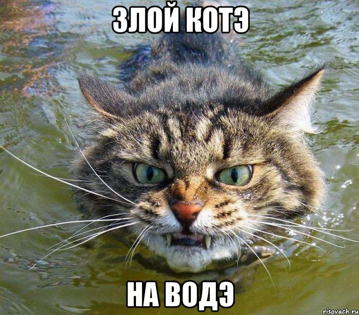 злой котэ на водэ, Мем котэ