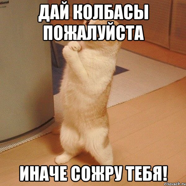дай колбасы пожалуйста иначе сожру тебя!, Мем  котэ молится