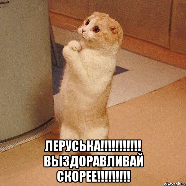  леруська!!! выздоравливай скорее!!!, Мем  котэ молится