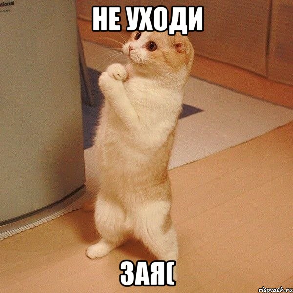 не уходи зая(, Мем  котэ молится