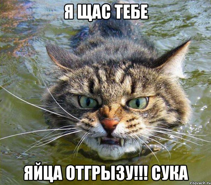 я щас тебе яйца отгрызу!!! сука, Мем котэ