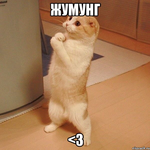 жумунг <3, Мем  котэ молится