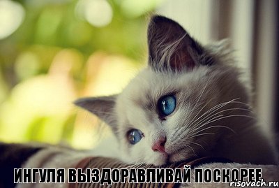 Ингуля выздоравливай поскорее, Комикс Котенок