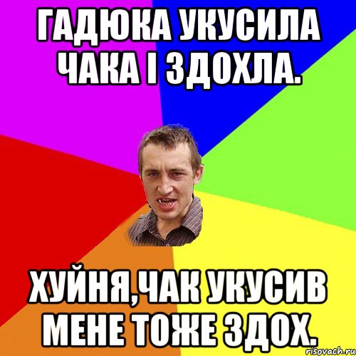 гадюка укусила чака і здохла. хуйня,чак укусив мене тоже здох., Мем Чоткий паца