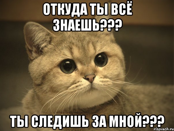 откуда ты всё знаешь??? ты следишь за мной???, Мем Пидрила ебаная котик