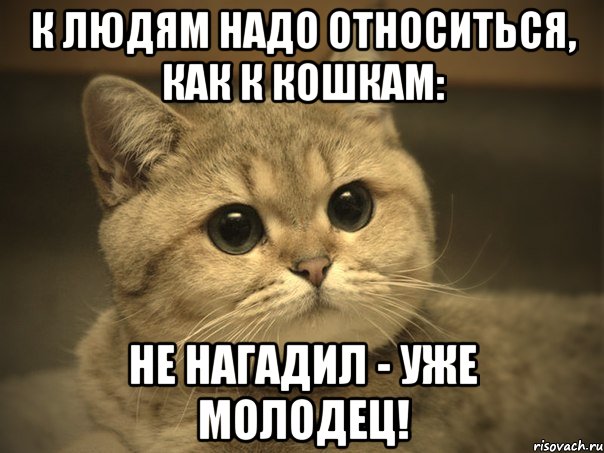 к людям надо относиться, как к кошкам: не нагадил - уже молодец!, Мем Пидрила ебаная котик