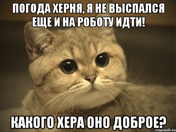 погода херня, я не выспался еще и на роботу идти! какого хера оно доброе?, Мем Пидрила ебаная котик