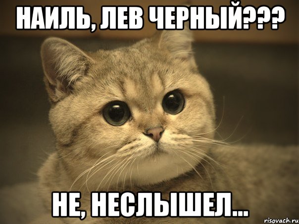 наиль, лев черный??? не, неслышел..., Мем Пидрила ебаная котик