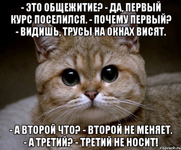 - это общежитие? - да, первый курс поселился. - почему первый? - видишь, трусы на окнах висят. - а второй что? - второй не меняет. - а третий? - третий не носит!, Мем Пидрила Ебаная