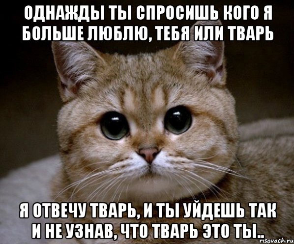 однажды ты спросишь кого я больше люблю, тебя или тварь я отвечу тварь, и ты уйдешь так и не узнав, что тварь это ты.., Мем Пидрила Ебаная