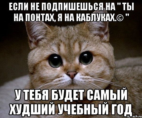 если не подпишешься на " ты на понтах, я на каблуках.© " у тебя будет самый худший учебный год, Мем Пидрила Ебаная