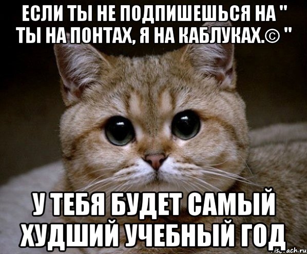 если ты не подпишешься на " ты на понтах, я на каблуках.© " у тебя будет самый худший учебный год, Мем Пидрила Ебаная