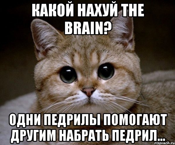 какой нахуй the brain? одни педрилы помогают другим набрать педрил..., Мем Пидрила Ебаная