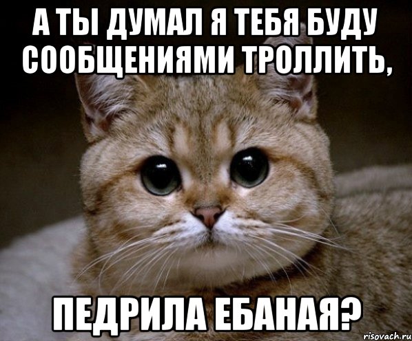 а ты думал я тебя буду сообщениями троллить, педрила ебаная?, Мем Пидрила Ебаная