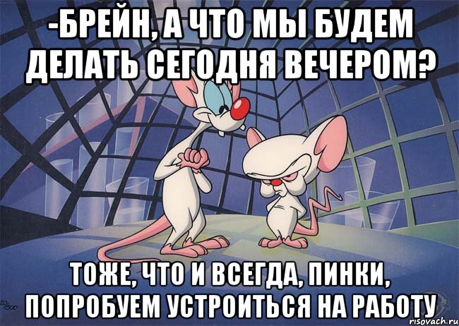 -брейн, а что мы будем делать сегодня вечером? тоже, что и всегда, пинки, попробуем устроиться на работу, Мем ПИНКИ И БРЕЙН