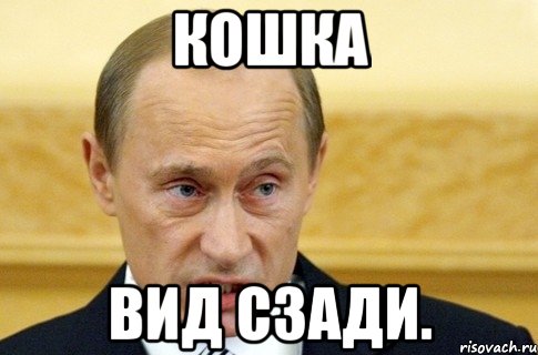 кошка вид сзади., Мем путин