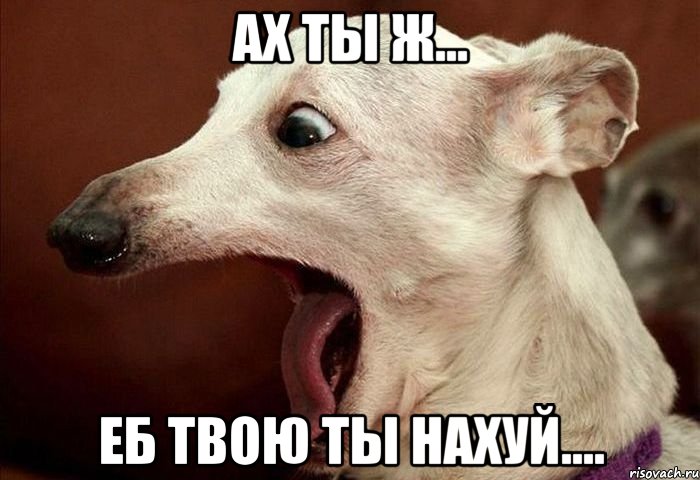 ах ты ж... еб твою ты нахуй...., Мем  собака