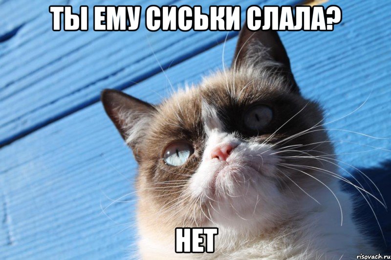 ты ему сиськи слала? нет, Мем  grumpy cat