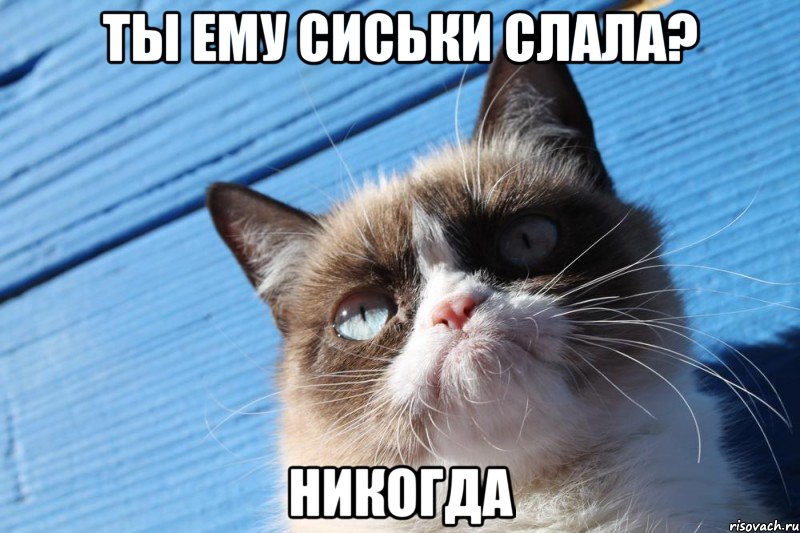 ты ему сиськи слала? никогда, Мем  grumpy cat