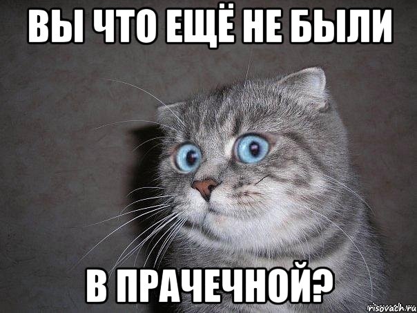 вы что ещё не были в прачечной?, Мем  удивлённый кот