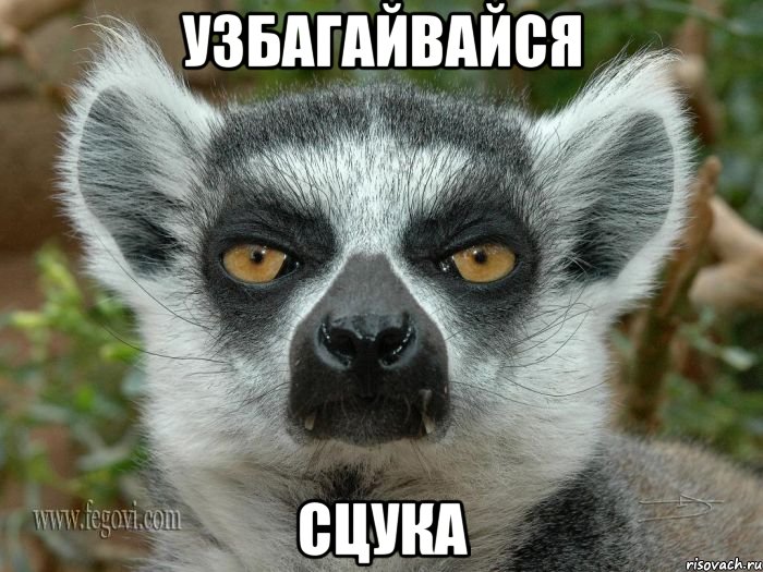 узбагайвайся сцука