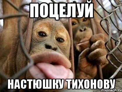 поцелуй настюшку тихонову, Мем ыыыы