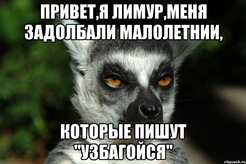 привет,я лимур,меня задолбали малолетнии, которые пишут "узбагойся"