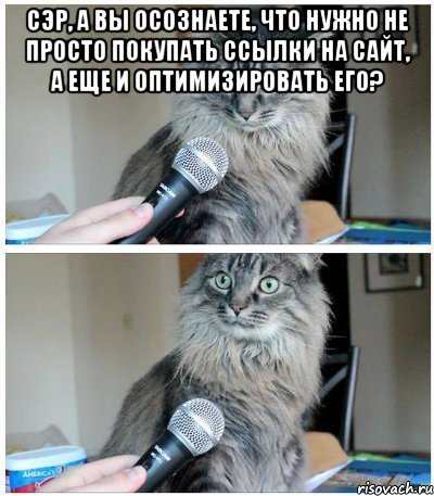 сэр, а вы осознаете, что нужно не просто покупать ссылки на сайт, а еще и оптимизировать его? , Комикс  кот с микрофоном