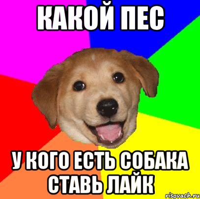 какой пес у кого есть собака ставь лайк, Мем Advice Dog