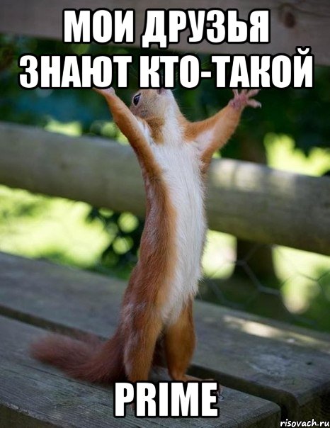 мои друзья знают кто-такой prime, Мем    белка молится