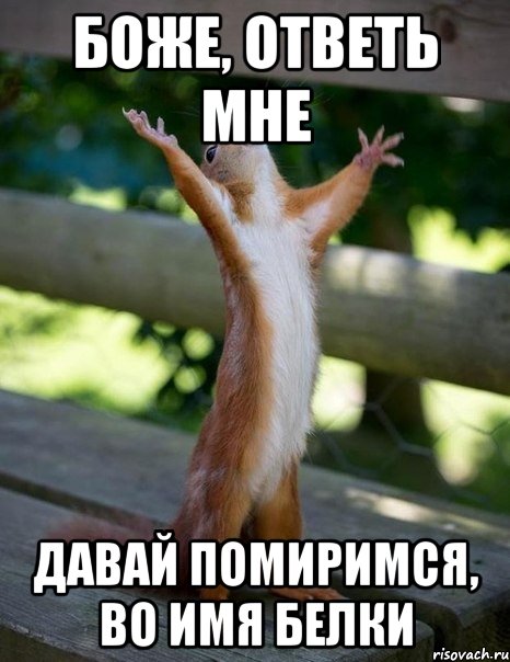 боже, ответь мне давай помиримся, во имя белки, Мем    белка молится