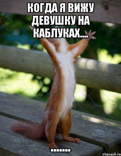 когда я вижу девушку на каблуках.... ......., Мем    белка молится