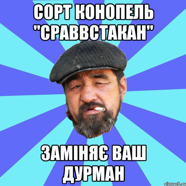 сорт конопель "сраввстакан" заміняє ваш дурман, Мем Бомж флософ