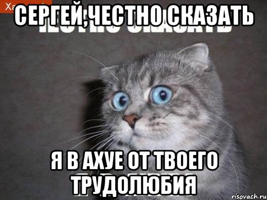 сергей,честно сказать я в ахуе от твоего трудолюбия, Мем  удивлённый кот