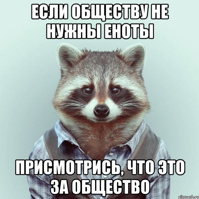 если обществу не нужны еноты присмотрись, что это за общество, Мем  Енот в рубашке