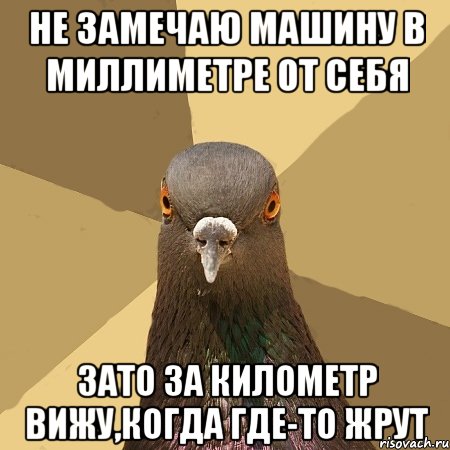 не замечаю машину в миллиметре от себя зато за километр вижу,когда где-то жрут, Мем голубь