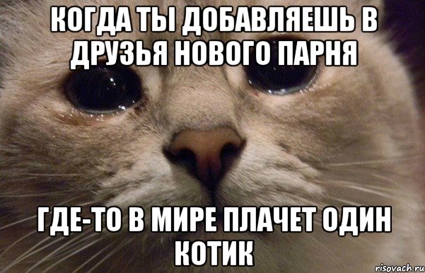 когда ты добавляешь в друзья нового парня где-то в мире плачет один котик, Мем   В мире грустит один котик