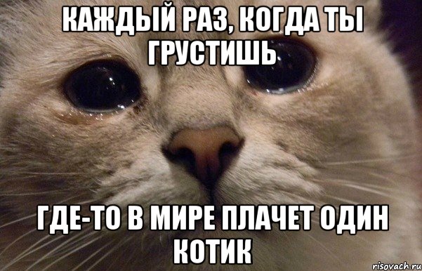 каждый раз, когда ты грустишь где-то в мире плачет один котик, Мем   В мире грустит один котик