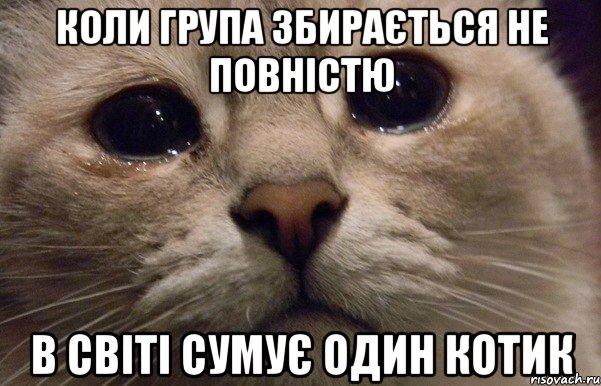 коли група збирається не повністю в світі сумує один котик, Мем   В мире грустит один котик