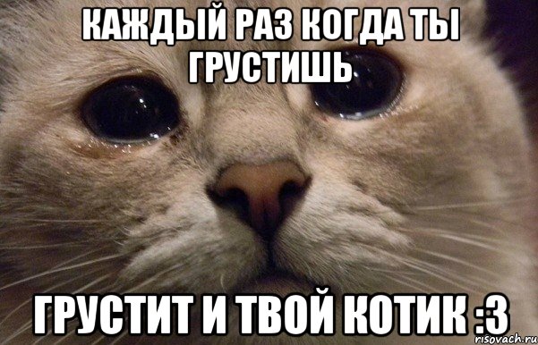 каждый раз когда ты грустишь грустит и твой котик :3