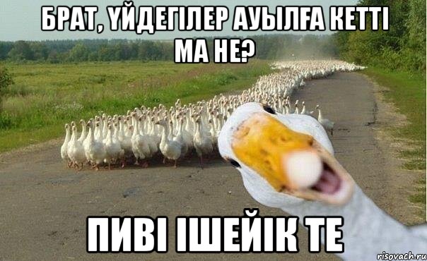 брат, үйдегілер ауылға кетті ма не? пиві ішейік те, Мем гуси