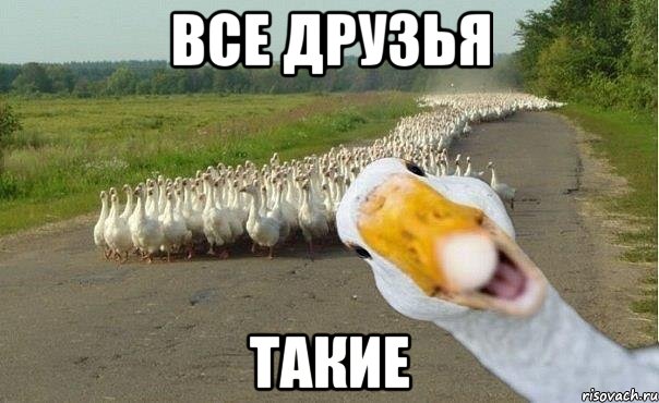 все друзья такие, Мем гуси