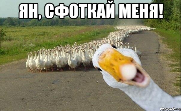 ян, сфоткай меня! , Мем гуси