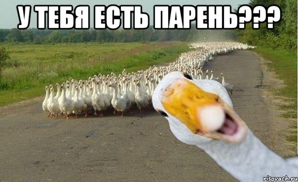 у тебя есть парень??? , Мем гуси