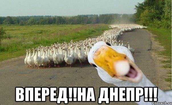  вперед!!на днепр!!!, Мем гуси