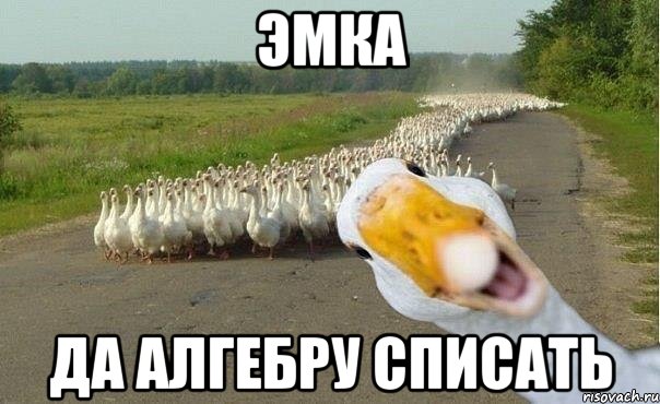 эмка да алгебру списать, Мем гуси