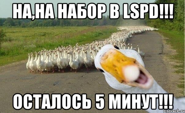 на,на набор в lspd!!! осталось 5 минут!!!, Мем гуси